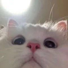 张雷